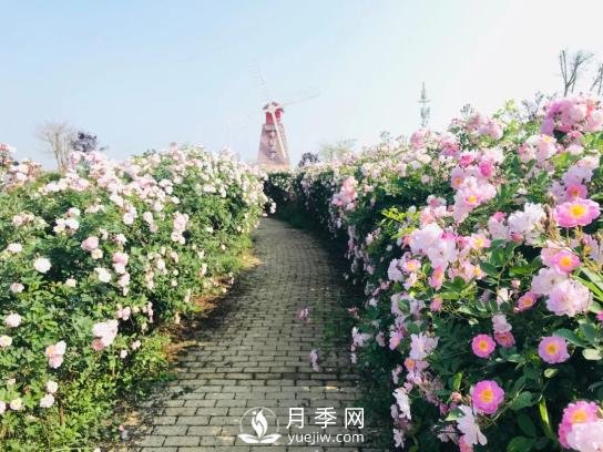 四川南充月季花海迎來1000㎡粉色沙灘，4月3日浪漫迎客(圖5)