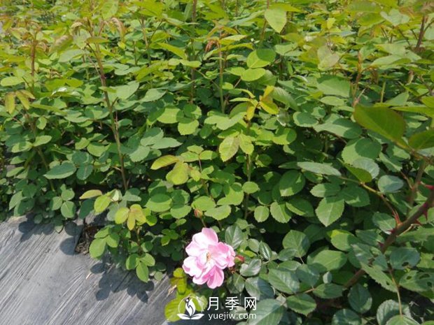 月季苗圃占了永久基本農(nóng)田，會不會被罰？(圖1)