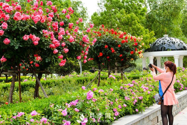 月季苗木的配置可以降低園林養(yǎng)護成本(圖1)