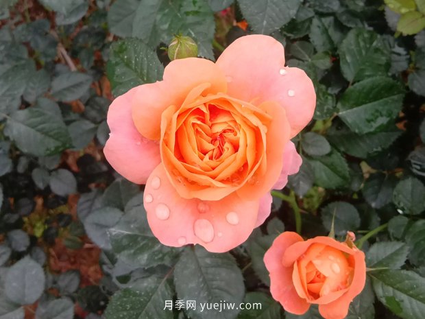 分享8種精挑細(xì)選的月季品種，現(xiàn)在知道養(yǎng)什么月季了(圖10)