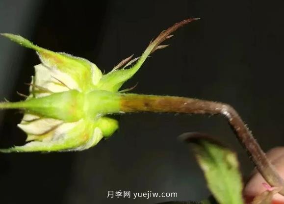月季嫩枝花苞變彎，可能是莖蜂蟲害來了(圖1)