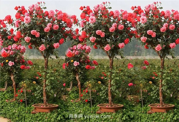 別的花不愛只養(yǎng)月季花，精挑細選了5個品種個個經(jīng)典(圖5)