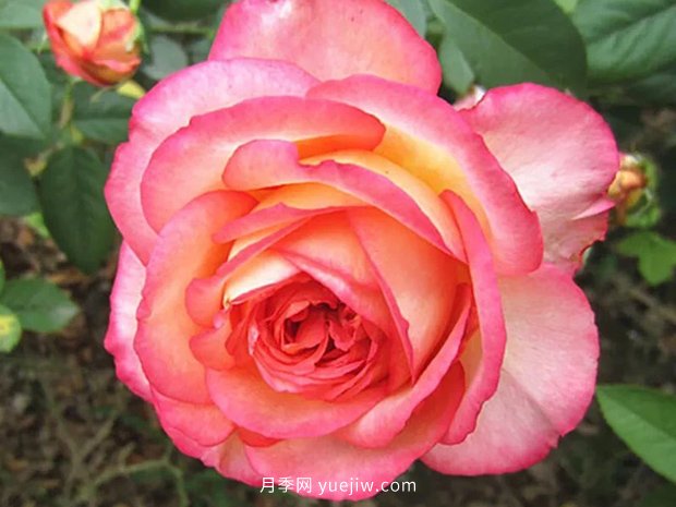 彩云花間人心醉，一起認(rèn)識(shí)彩云月季(圖1)
