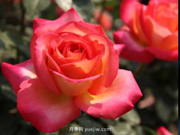 彩云花間人心醉，一起認(rèn)識(shí)彩云月季(圖2)