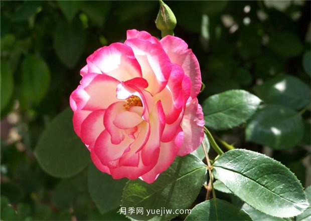 月季喜愛(ài)哪種肥料？春天雨水多要如何施肥？(圖1)