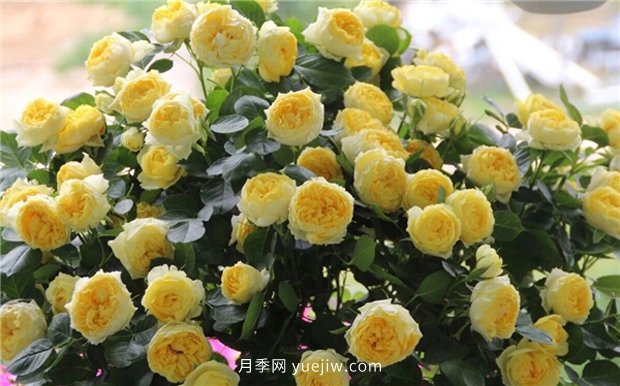 10大入門微型月季品種推薦，選這些微月就對了(圖1)