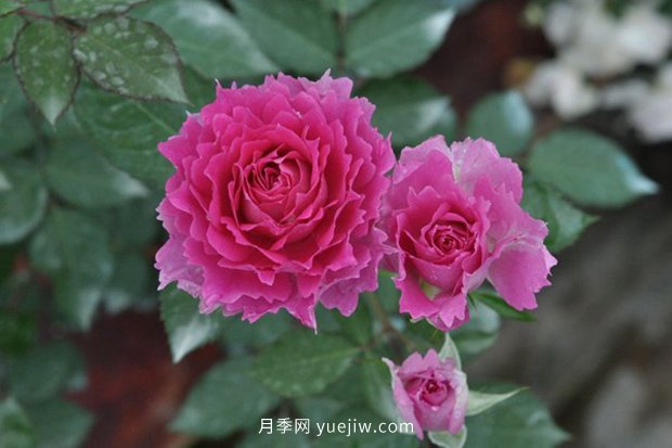 10大入門微型月季品種推薦，選這些微月就對了(圖9)
