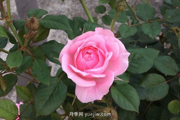 10大入門微型月季品種推薦，選這些微月就對了(圖4)