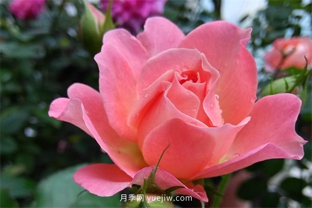陽臺養(yǎng)棵香香公主月季，芳香王滿室飄香四季賞花(圖1)