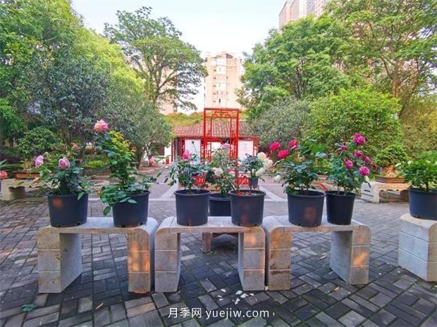 福州茶亭公園月季花開，芬芳美爆！(圖1)