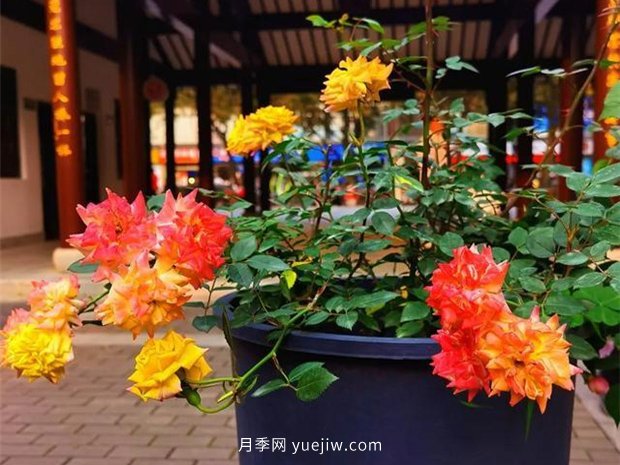 福州茶亭公園月季花開，芬芳美爆！(圖2)