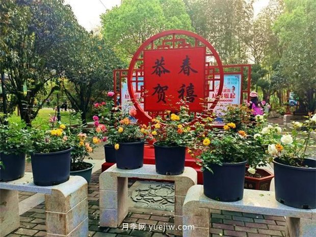 福州茶亭公園月季花開，芬芳美爆！(圖3)
