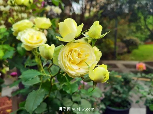 福州茶亭公園月季花開，芬芳美爆！(圖5)