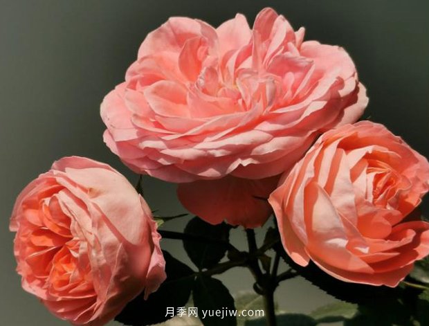 諾娃月季，推薦給陽臺(tái)黨們的微月品種(圖2)