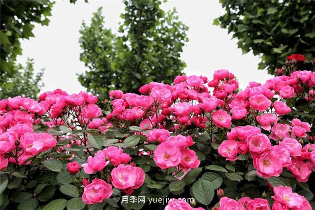 園林花木的分類知識(shí)，喬木、灌木、藤本(圖1)