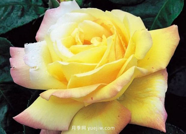 新手必備9個大花月季經(jīng)典品種，不可錯過的美人(圖2)