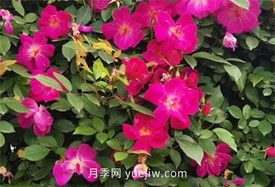 荊州開發(fā)區(qū)西干渠的藤本月季開花啦，千米月季花墻來打卡(圖1)