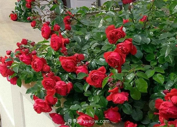 12個藤本月季品種推薦，造型適合月季花柱和拱門(圖1)