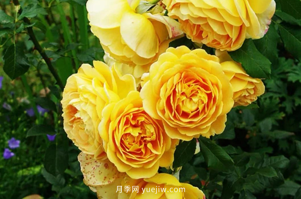 12個藤本月季品種推薦，造型適合月季花柱和拱門(圖5)