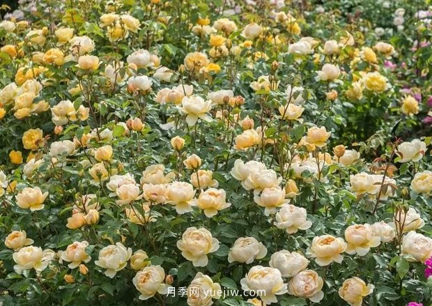 12個藤本月季品種推薦，造型適合月季花柱和拱門(圖10)