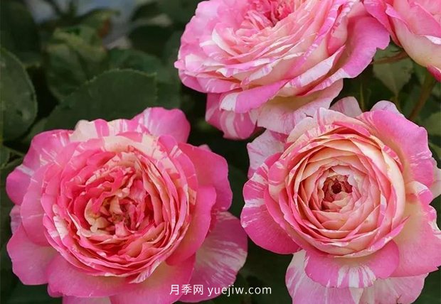 12個藤本月季品種推薦，造型適合月季花柱和拱門(圖12)