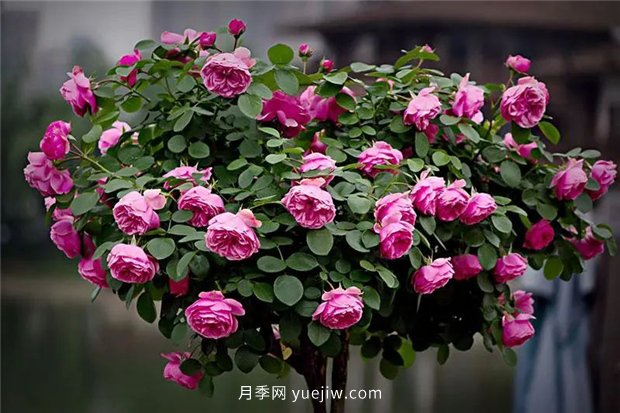 精通施肥，就掌握了盆栽月季開花不斷的訣竅(圖3)