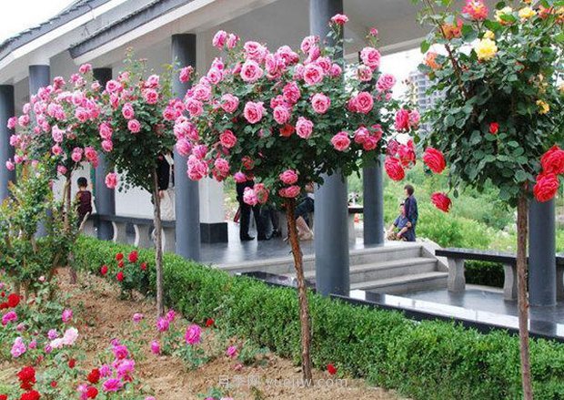 上海顧村公園500多畝月季正處盛花期，5.1期間置身于月季花海(圖3)