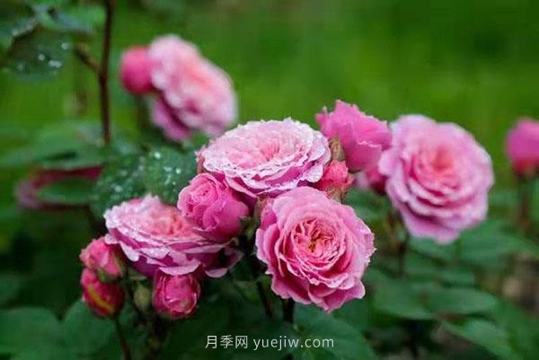 上海顧村公園月季園5月游園正當(dāng)時(shí)，535畝月季浪漫盛放(圖1)