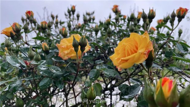 襄城無處不飛花，襄陽首屆月季文化旅游節(jié)開幕(圖1)