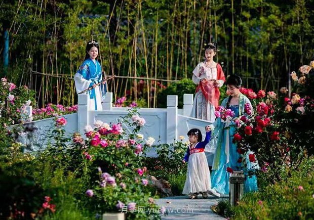 第十二屆南陽(yáng)月季花會(huì)4月29日開(kāi)幕，活動(dòng)豐富多彩(圖3)