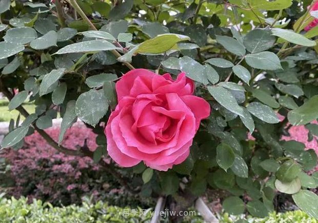 石家莊月季市花盛開，20萬株驚艷城市美景(圖1)