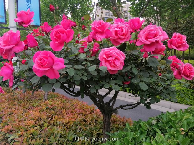 河南樹(shù)狀月季種植對(duì)環(huán)境有什么要求？(圖1)