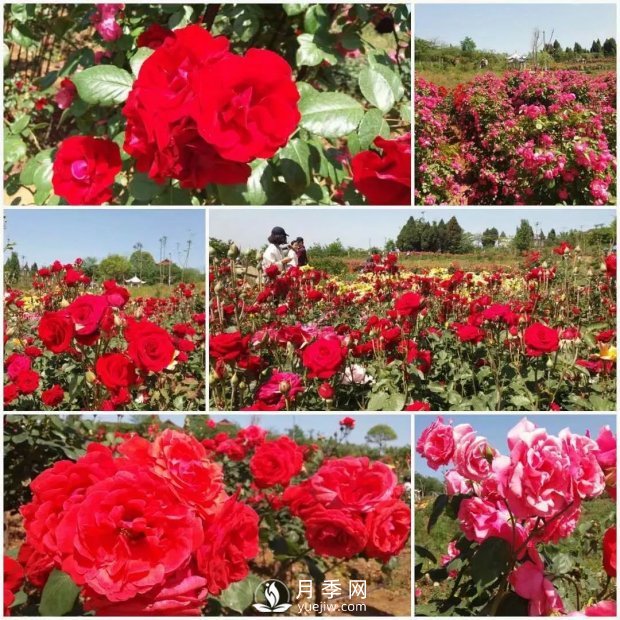 2021四川綿陽(yáng)百萬(wàn)醉美月季花海藝術(shù)節(jié)，4月15日盛大開(kāi)幕有福利(圖4)
