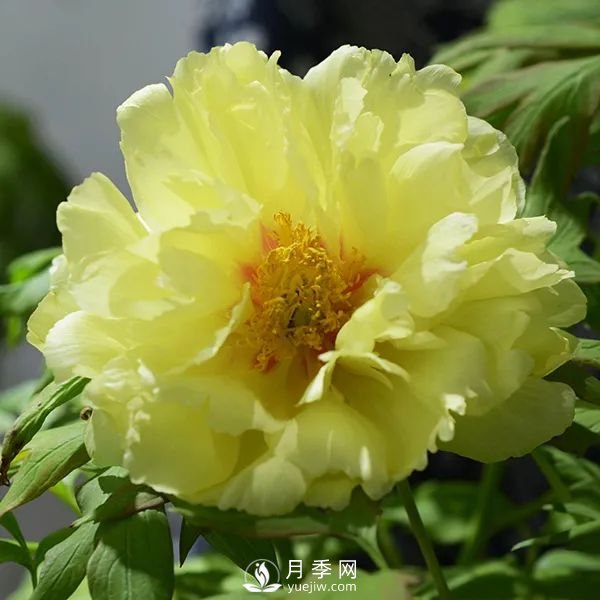 牡丹花中之王，推薦8個(gè)品種**驚艷到你(圖2)
