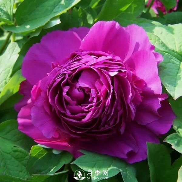 牡丹花中之王，推薦8個(gè)品種**驚艷到你(圖3)
