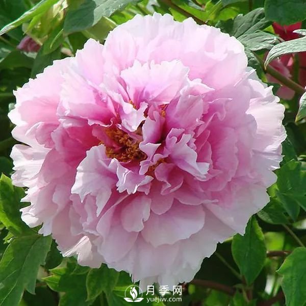 牡丹花中之王，推薦8個(gè)品種**驚艷到你(圖5)