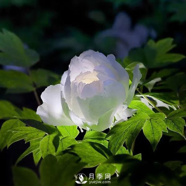 牡丹花中之王，推薦8個(gè)品種**驚艷到你(圖7)
