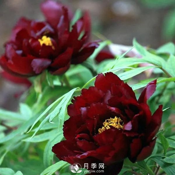 牡丹花中之王，推薦8個(gè)品種**驚艷到你(圖8)