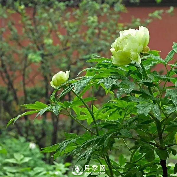 牡丹花中之王，推薦8個(gè)品種**驚艷到你(圖4)