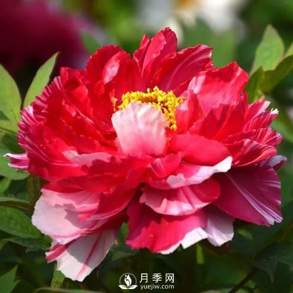 牡丹花中之王，推薦8個(gè)品種**驚艷到你(圖6)