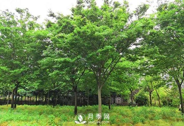 櫸樹(shù)早園林中日漸火爆，有鄉(xiāng)土樹(shù)種的5重優(yōu)勢(shì)(圖2)