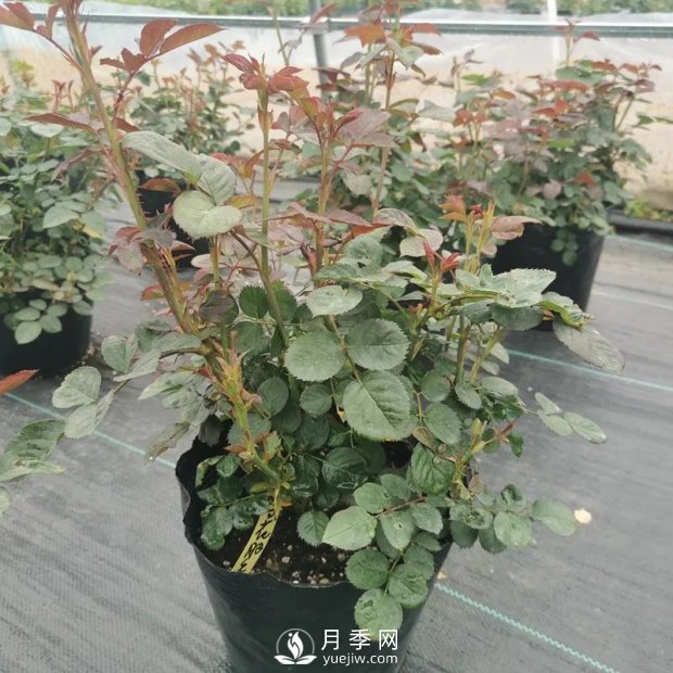 地栽月季幾月份移栽好？(圖1)