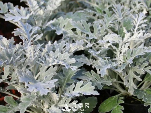 5種綠化帶常見的植物，盆栽觀賞好養(yǎng)(圖5)