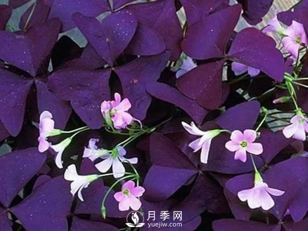 5種綠化帶常見的植物，盆栽觀賞好養(yǎng)(圖1)
