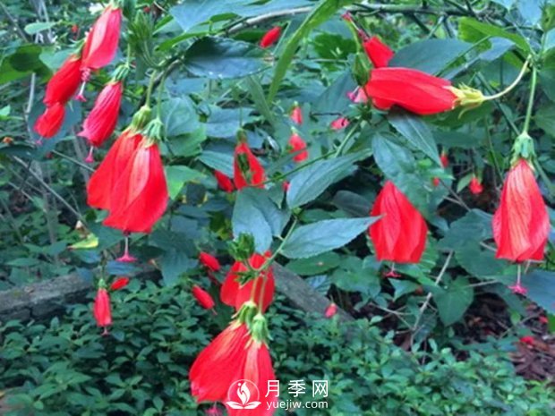 5種綠化帶常見的植物，盆栽觀賞好養(yǎng)(圖6)