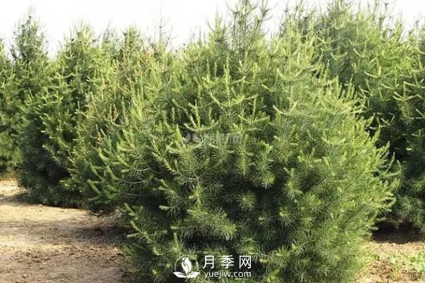 盤(pán)點(diǎn)南陽(yáng)銷(xiāo)售較好的3種綠化苗木(圖3)