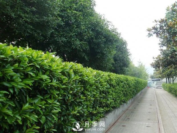 冬青與黃楊區(qū)別，冬青與黃楊有什么不同(圖1)