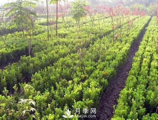冬青與黃楊區(qū)別，冬青與黃楊有什么不同(圖2)