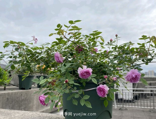 地栽的月季花，通風好光照好，為什么還有白粉病害？(圖2)