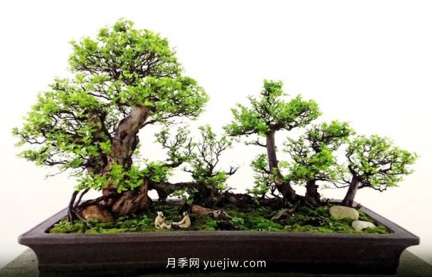 ***全花木盆景分類，輕松掌握各種花木適合如何造型(圖2)